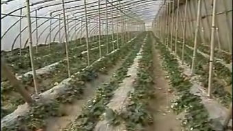 莳植机械